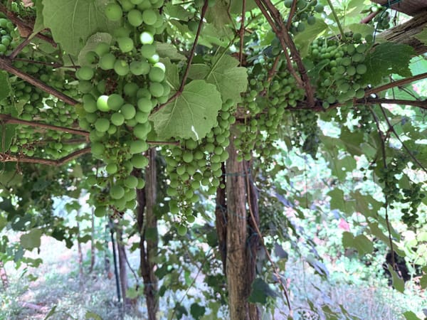 July - Tentative steps